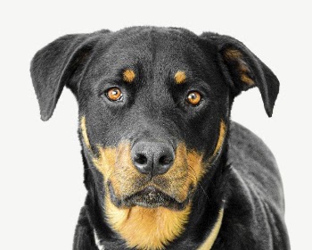 Rottweiler dog animal collage element | Free PSD - rawpixel