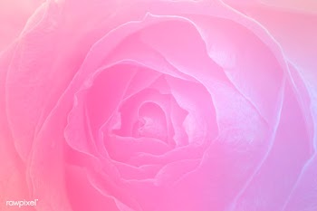 Rouge pink rose macro shot background | Free  illustration - 2345877