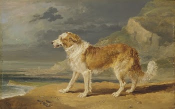 Rough-Coated Collie | Free Photo - rawpixel