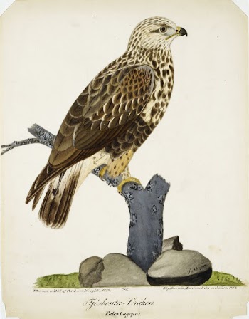 Rough-legged buzzard, 1832, by Ferdinand | Free Photo - rawpixel