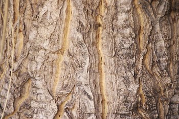 Rough wood texture background, close | Free Photo - rawpixel