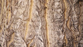 Rough wood  texture computer | Free Photo - rawpixel