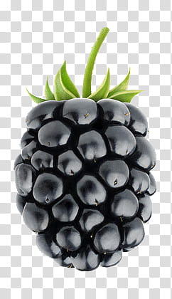Round black fruit transparent background PNG clipart