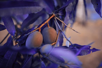 Round Brown Fruit