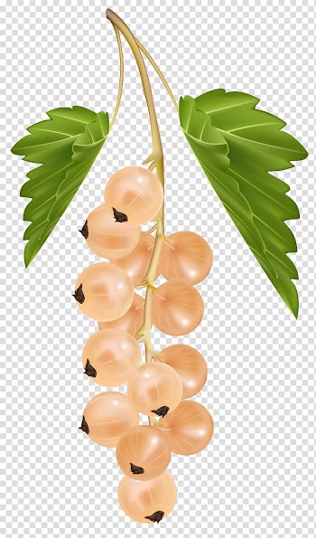 Round brown fruit , Blackcurrant White currant Redcurrant Zante currant , White Currant transparent background PNG clipart