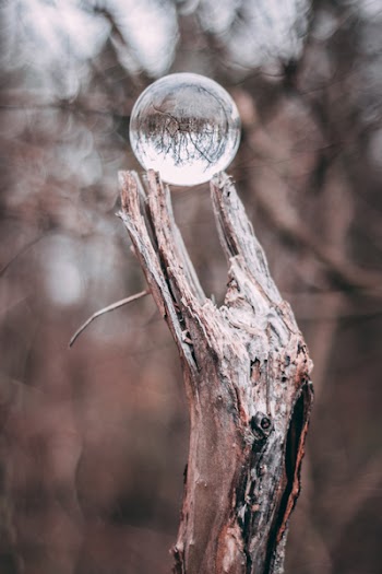Round Clear Glass Ball on Gray Tree Branch