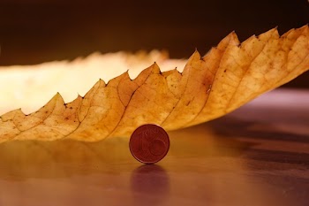 Round Coin Beside Yellow Leaf