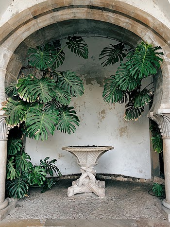 Round Gray Birdbath Beside Palm Tree