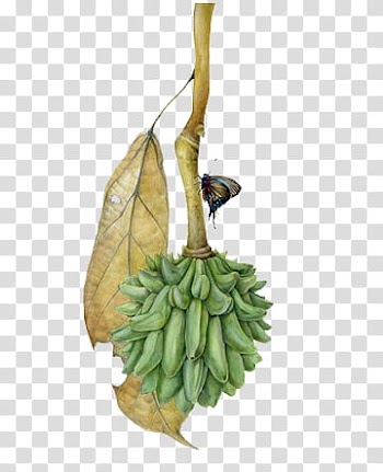 Round green fruit and butterfly transparent background PNG clipart