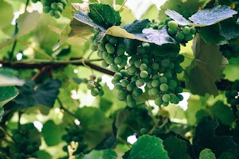 round green fruit closeup photography