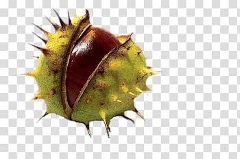 Round green fruit illustration, Horse Chestnut transparent background PNG clipart