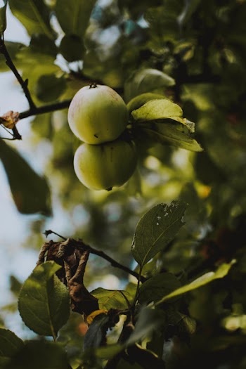 Round Green Fruits