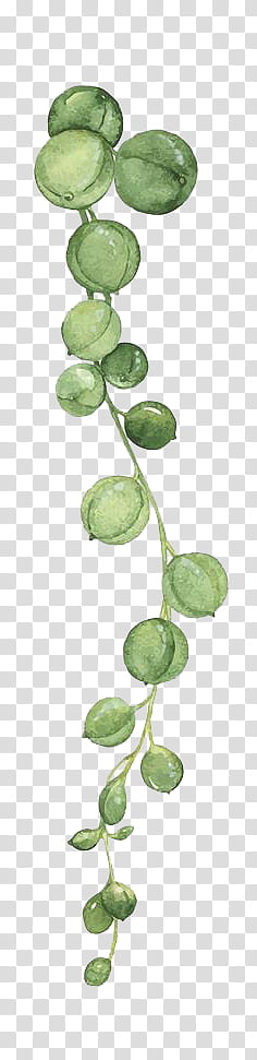 Round green fruits drawing transparent background PNG clipart