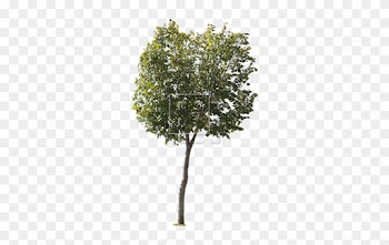 Round Green Leaf Tree - Tree Entourage