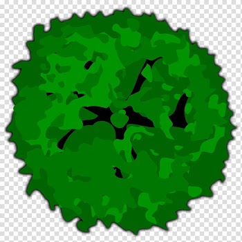 Round green vegetables, Tree Shrub , tree top view transparent background PNG clipart