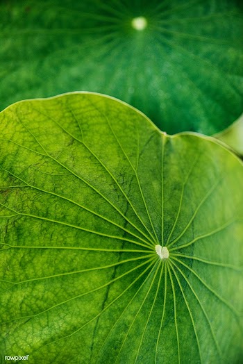 Round green water lily leaves macro photography | Free  photo - 2263919