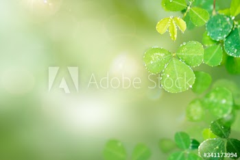 Round leaves