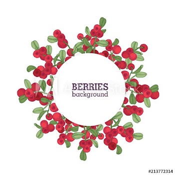 Round natural backdrop or wreath made of lingonberries hand drawn on white background