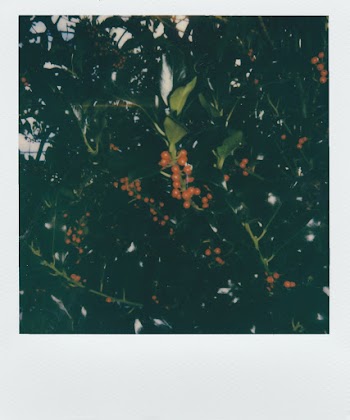 Round Orange Fruit