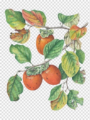 Round orange fruit illustration transparent background PNG clipart
