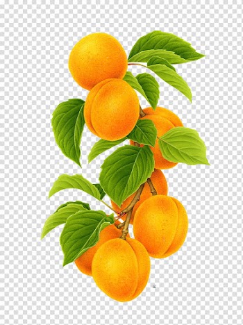 Round orange fruit transparent background PNG clipart