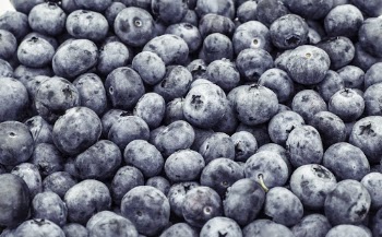 Round Purple Fruits