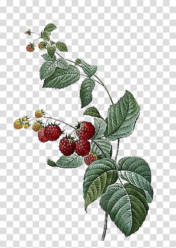 Round red fruit transparent background PNG clipart