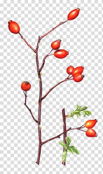, round red fruit transparent background PNG clipart
