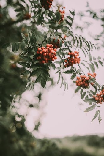 round red fruits