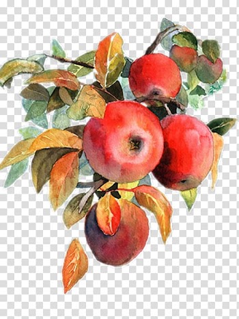 Round red fruits, Apple Watercolor painting Fruit, Watercolor apple transparent background PNG clipart