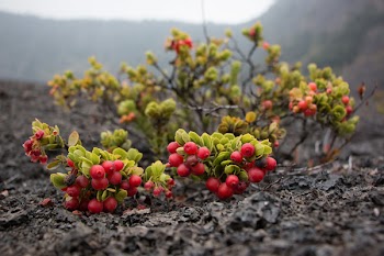 Round Red Fruits on Grass