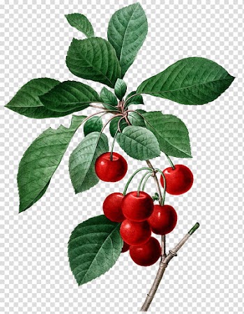 Round red fruits painting transparent background PNG clipart