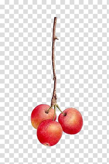 Round red fruits painting transparent background PNG clipart