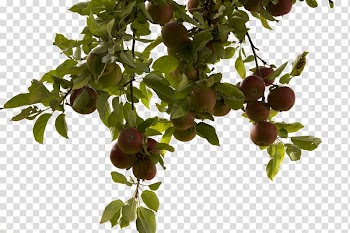 Round red fruits, Tree , Tree Branch transparent background PNG clipart