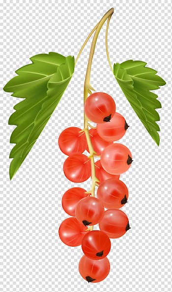 Round red fruits with green leaved illustration, Blackcurrant Redcurrant Zante currant White currant , Red Currant transparent background PNG clipart