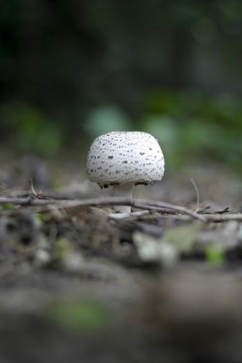 Round White and Grey Mushroom on Forest Floor