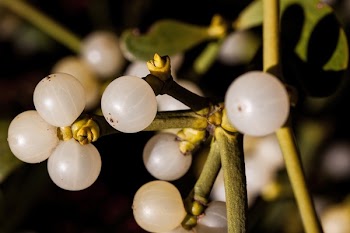 Round White Fruit