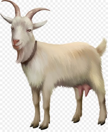 Rove goat Sheep Stock photography Stock illustration - Vector kawaii goat 