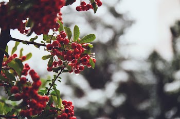 Rowan in December