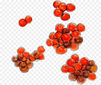 Rowan, Pink Peppercorn, Restaurant, Orange, Plant PNG