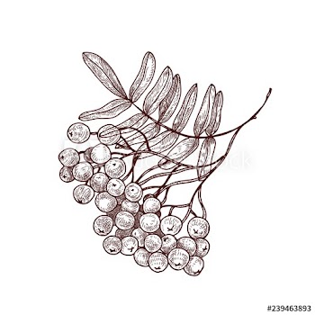 Rowan tree branch or sprig with leaves and ripe berries hand drawn with contour lines on white background