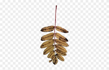 Rowan Tree Foliage Texture Back View Shrub Sorbus Old - Dead Leaves Transparent