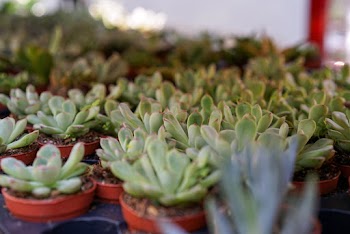 Rows of Green Succulents on Brown Pots
