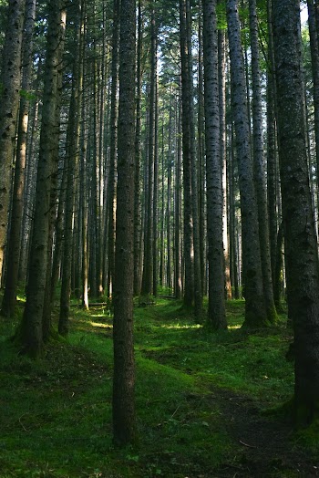 Rows of Trees in the Woods