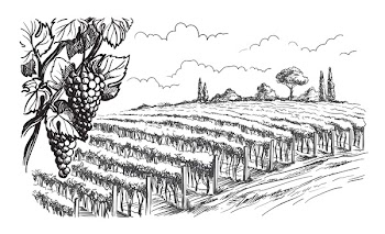 Rows of vineyard grape plants in graphic style, hand-drawn vector illustration.