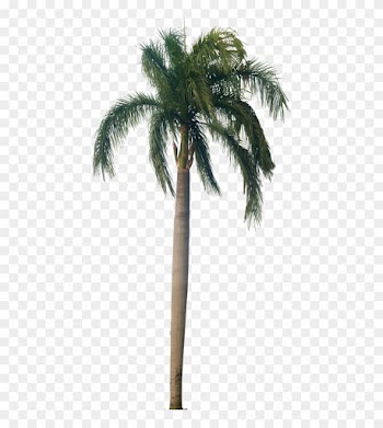 Royal Palm Is Native To South Florida, Mexico, Part - Palm Trees