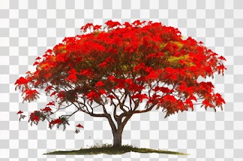 Royal Poinciana tree with red flower in PNG transparent image