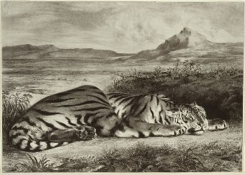 Royal Tiger | Free Photo - rawpixel