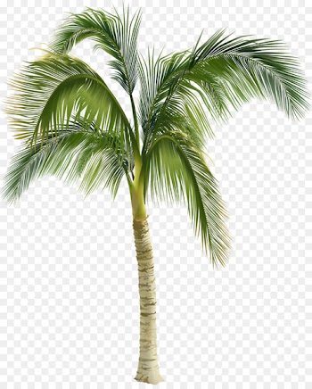 Royalty-free Arecaceae Stock photography Tree Clip art - Beautiful green coconut trees 