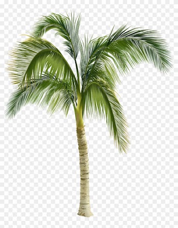 Royalty-free Arecaceae Stock Photography Tree Clip - Palm Tree Royalty Free